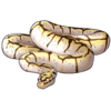 Ball Python: CaliBee